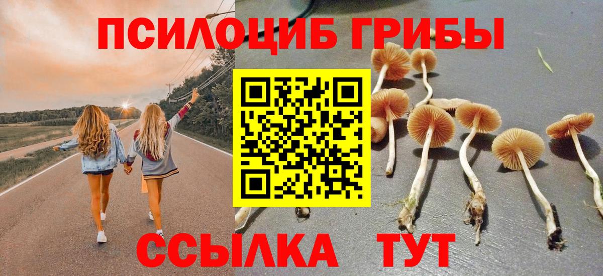 Галлюциногенные грибы Psilocybe Курчалой